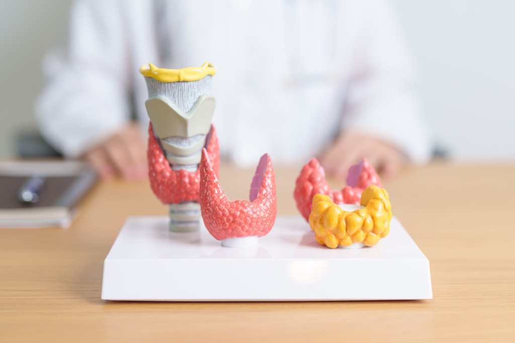 Thyroid health anatomic model