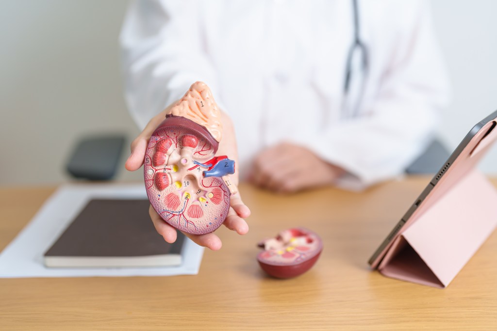 Kidney and adrenal gland model