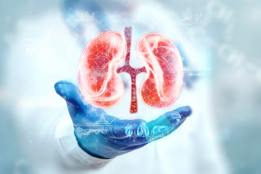 Kidney hologram illustration