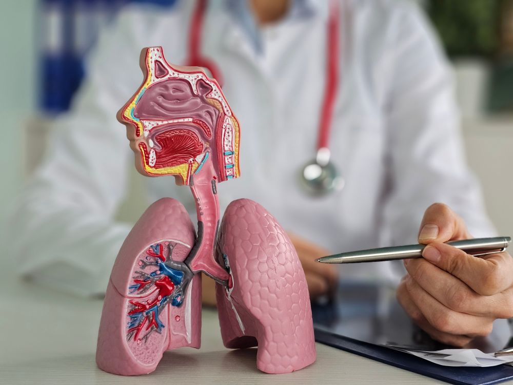 Lung anatomy 