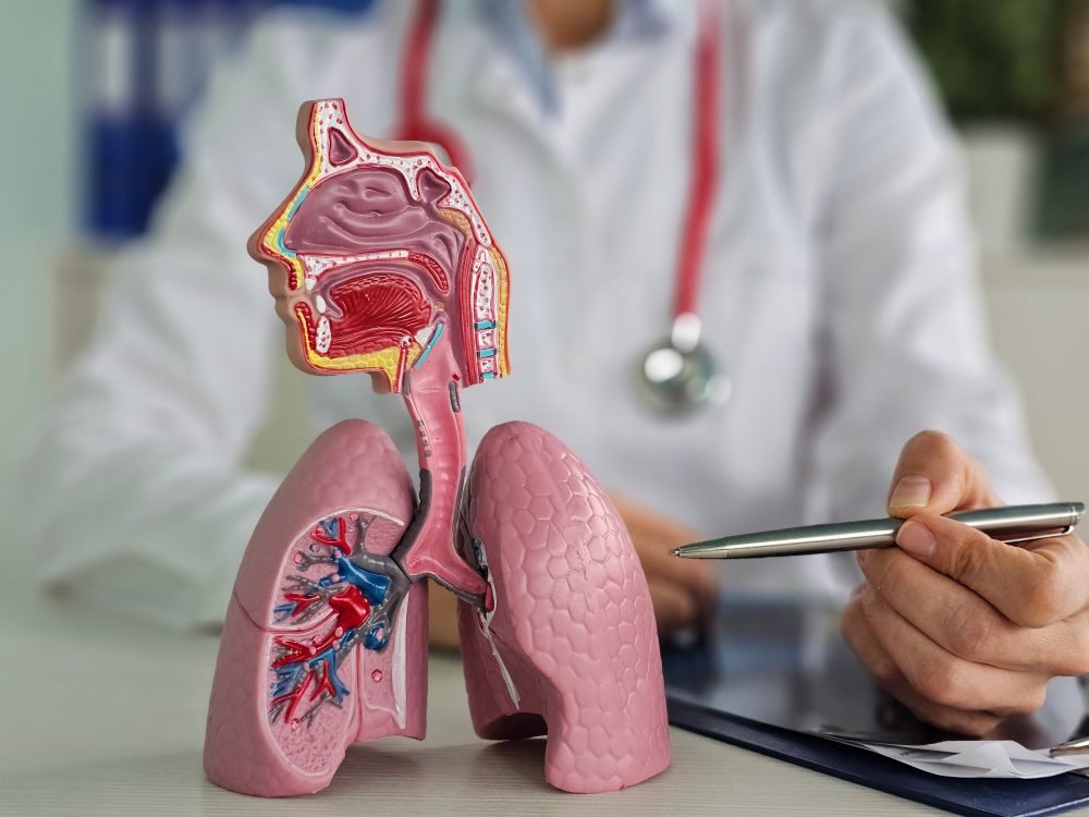 Lung anatomy 