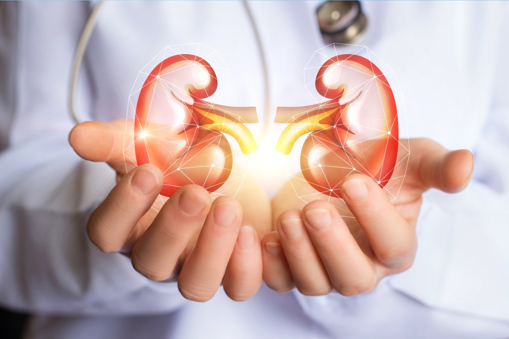 Human kidney illustration
