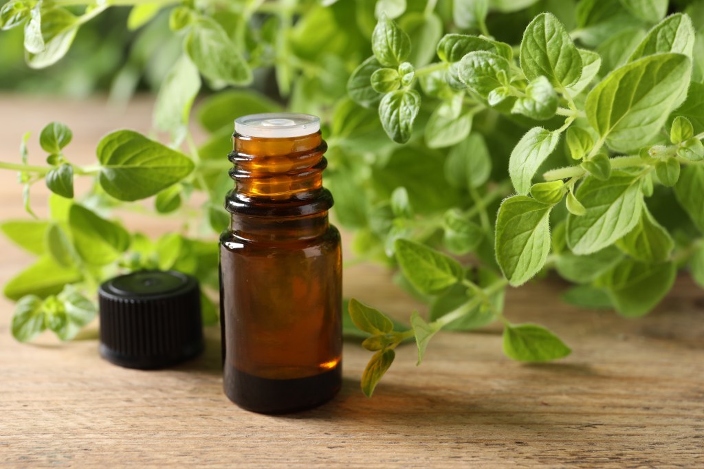 Oregano essential oil