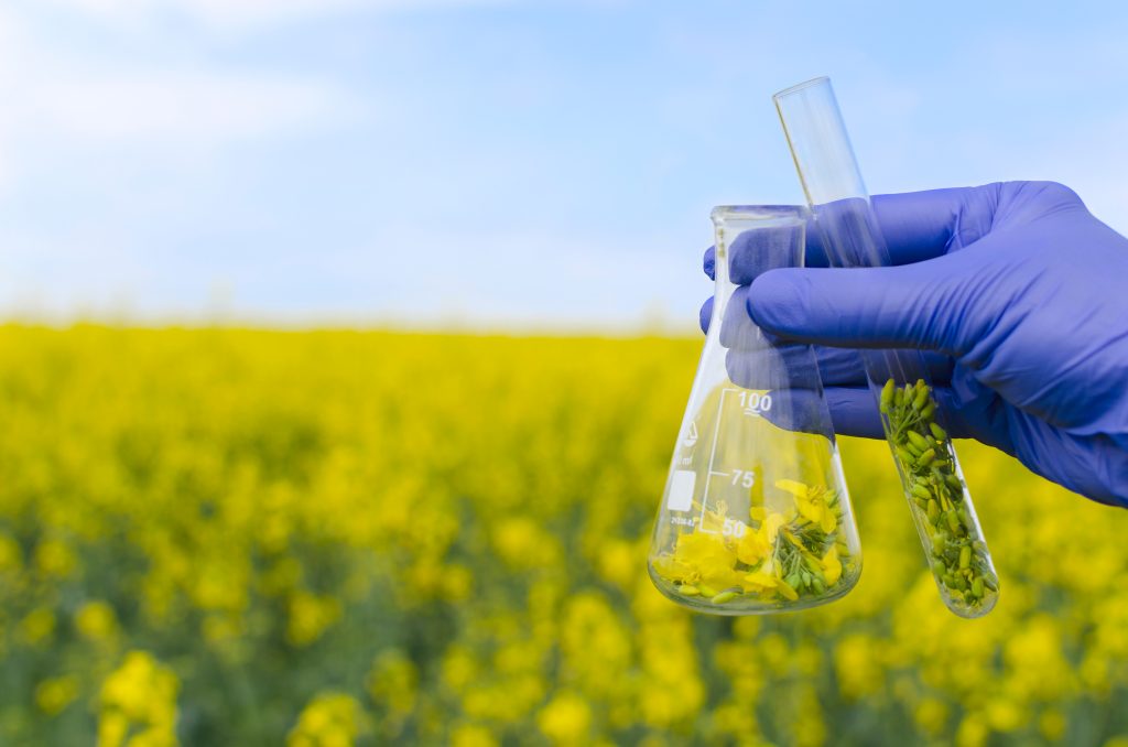 Scientist and a beaker of canola