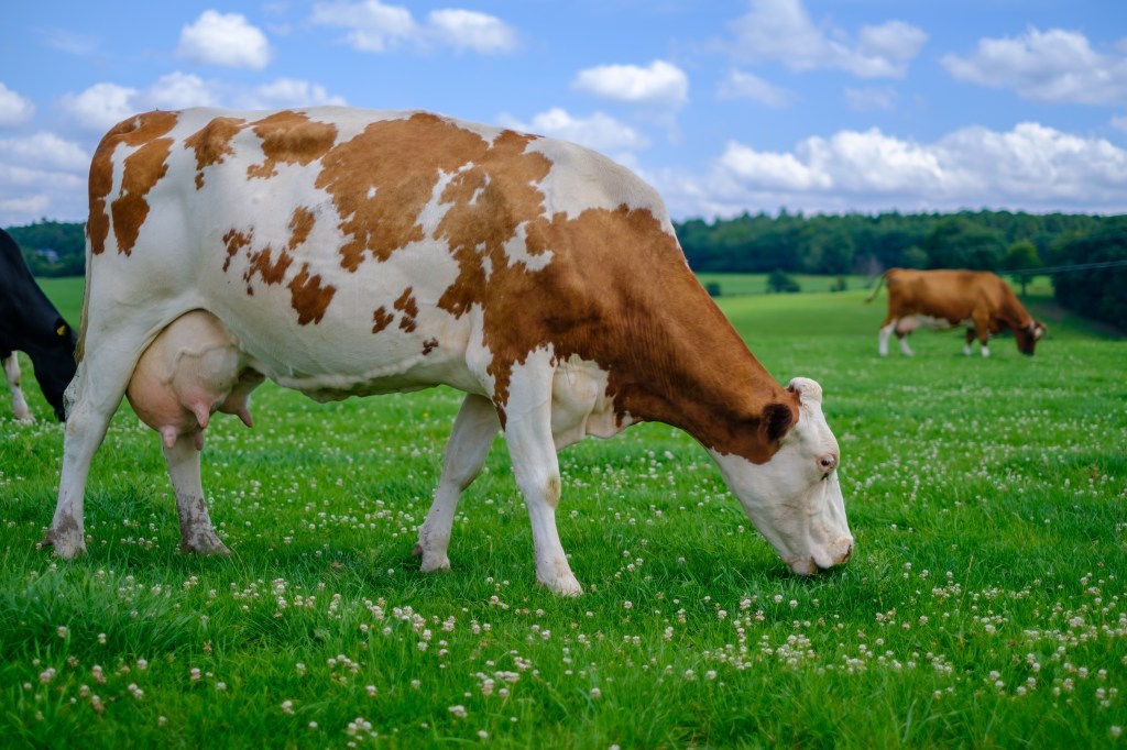 Cow on pasture