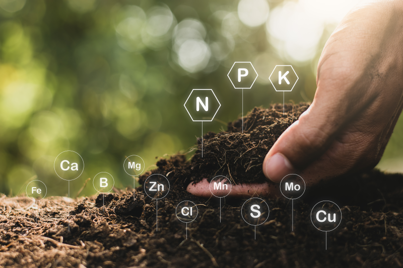 Fertilized soil