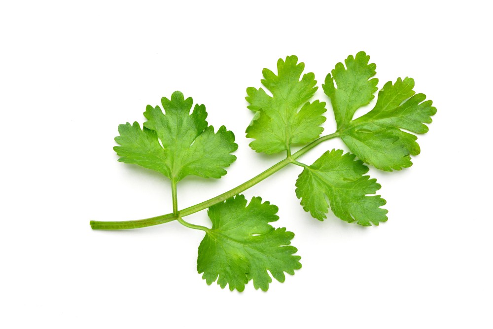 Cilantro Benefits