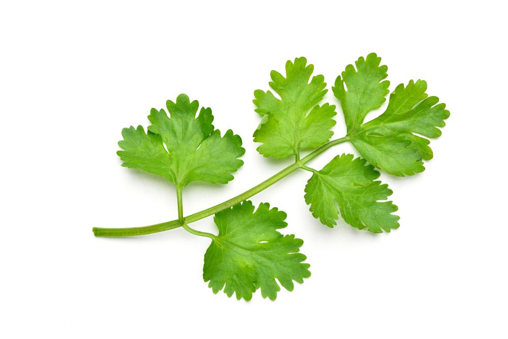 Cilantro Benefits