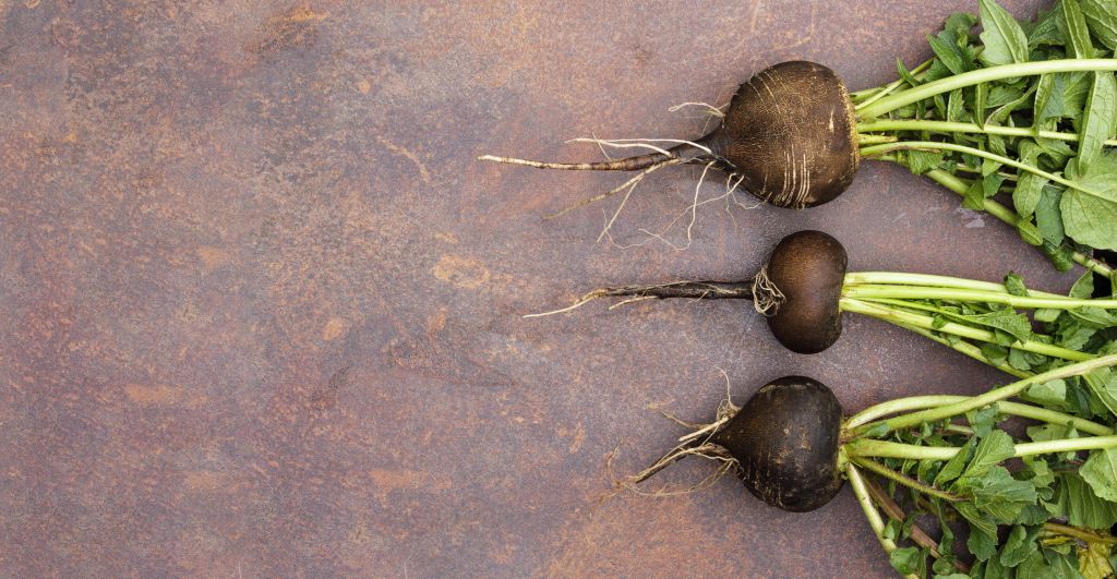 Black radish 