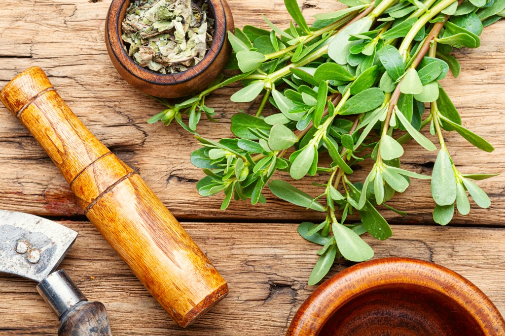 Fresh-picked and dried purslane