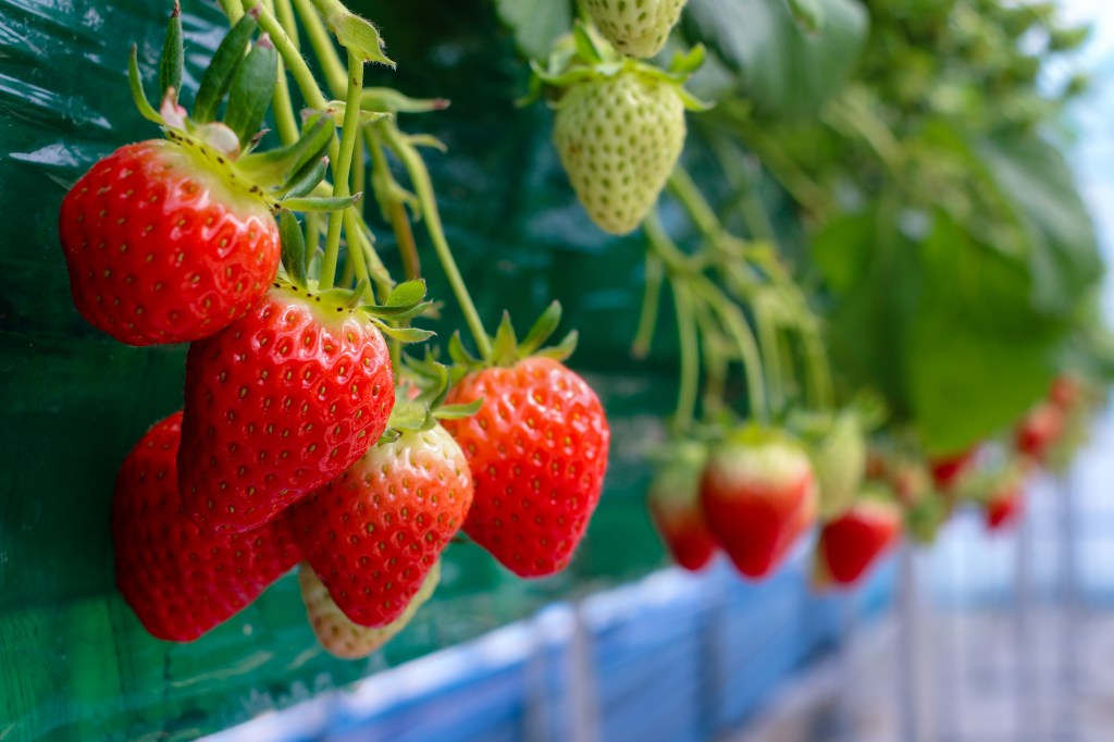 Fresh strawberries on the vine
