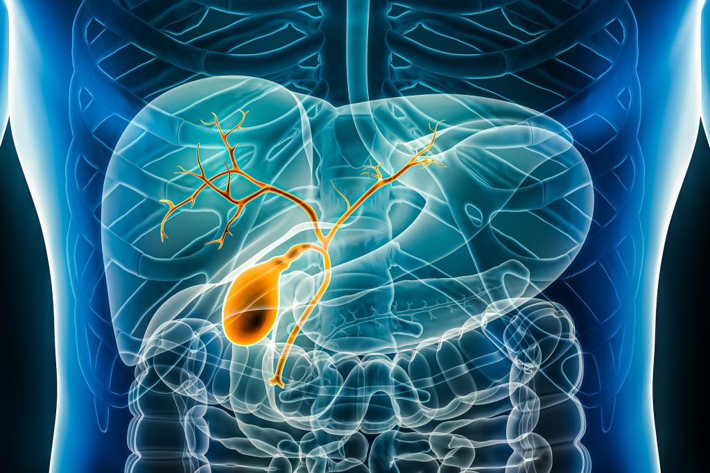 Gallbladder illustration 