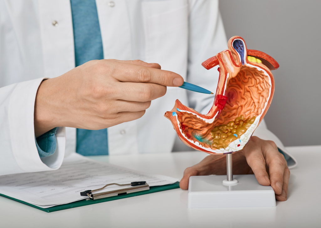 Doctor pointing at a model of a human stomach model. 