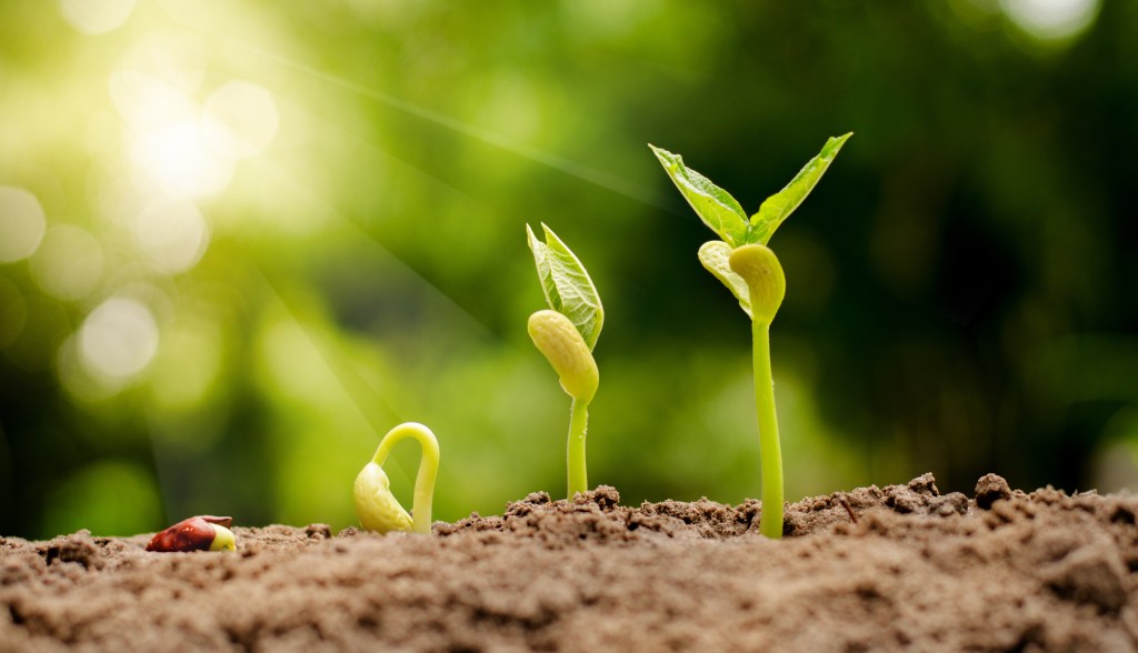 Nut germinating
