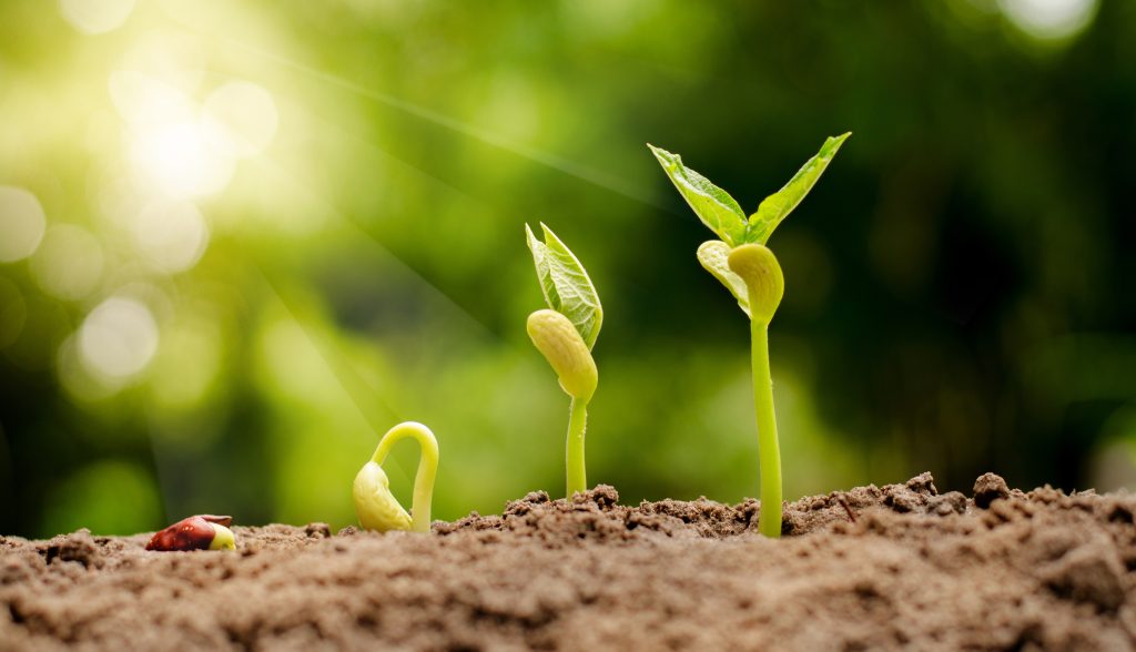 Nut germinating