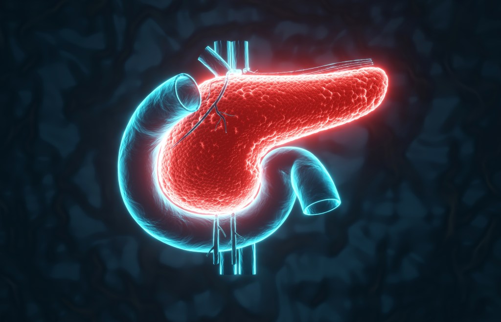 Pancreas illustration