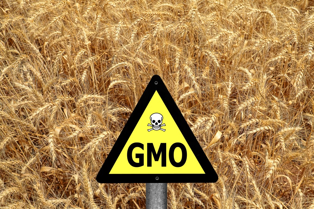 GMO sign in a wheat field
