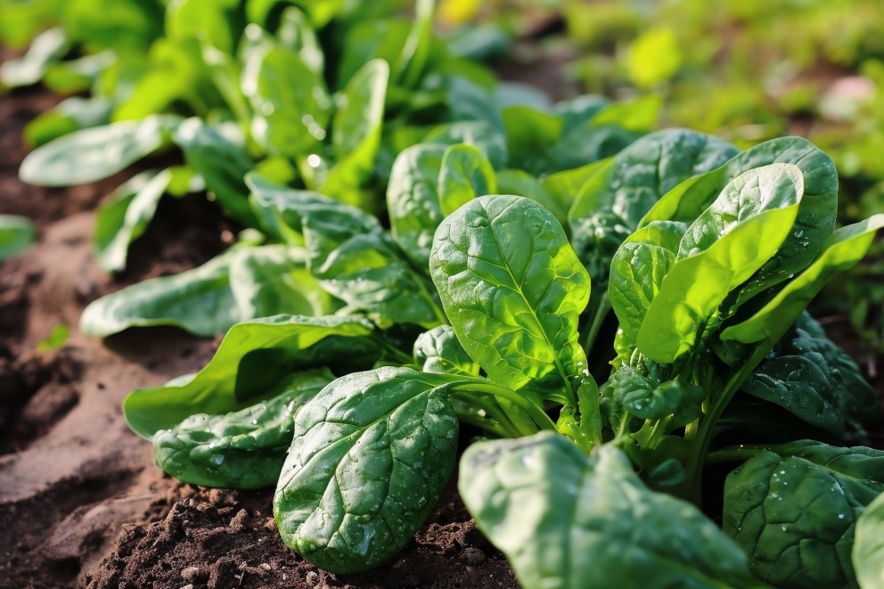 Does Spinach Have Iron?