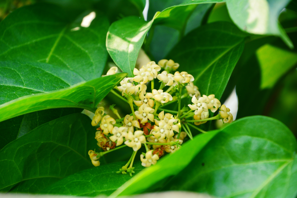 Gymnema sylvestre plant and flowers