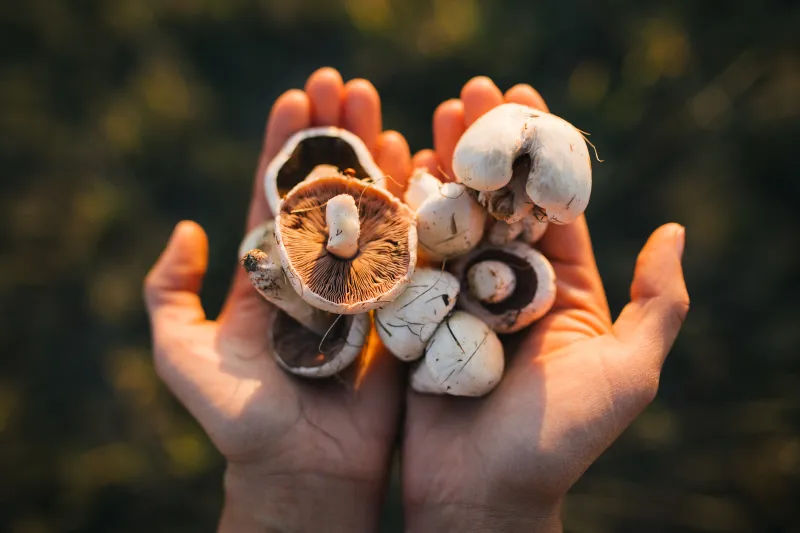 Handful of mushrooms
