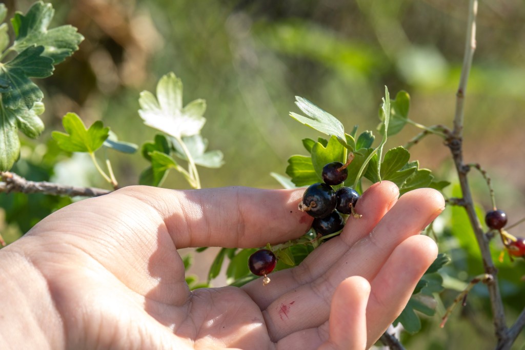 blackcurrant plant