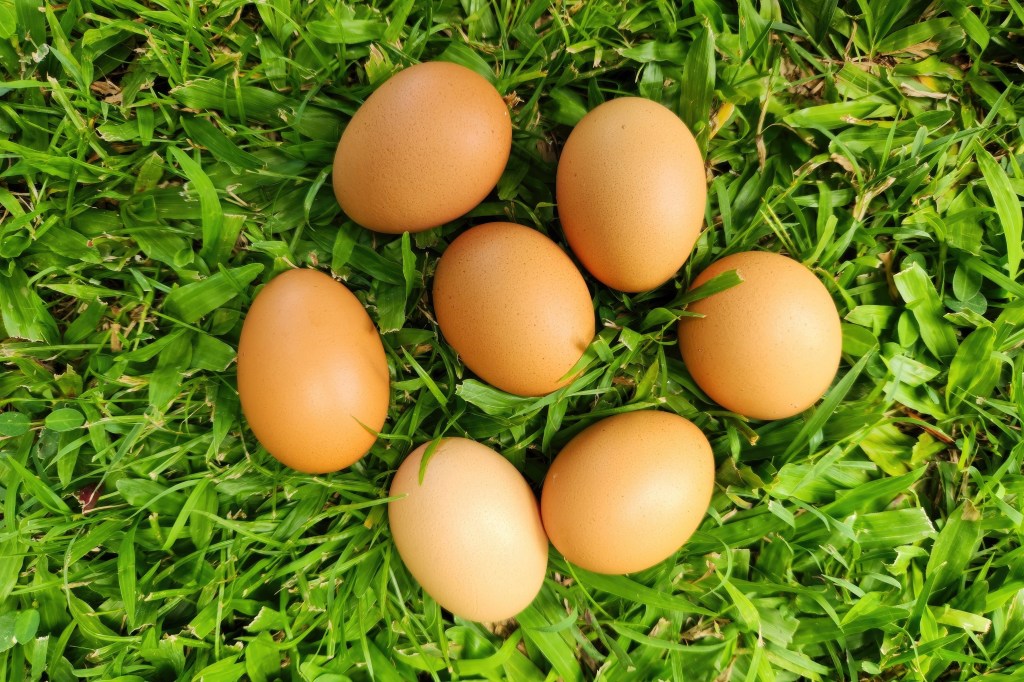 Chicken eggs