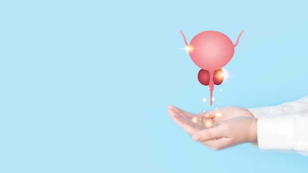 Healthy bladder and prostate illustration 
