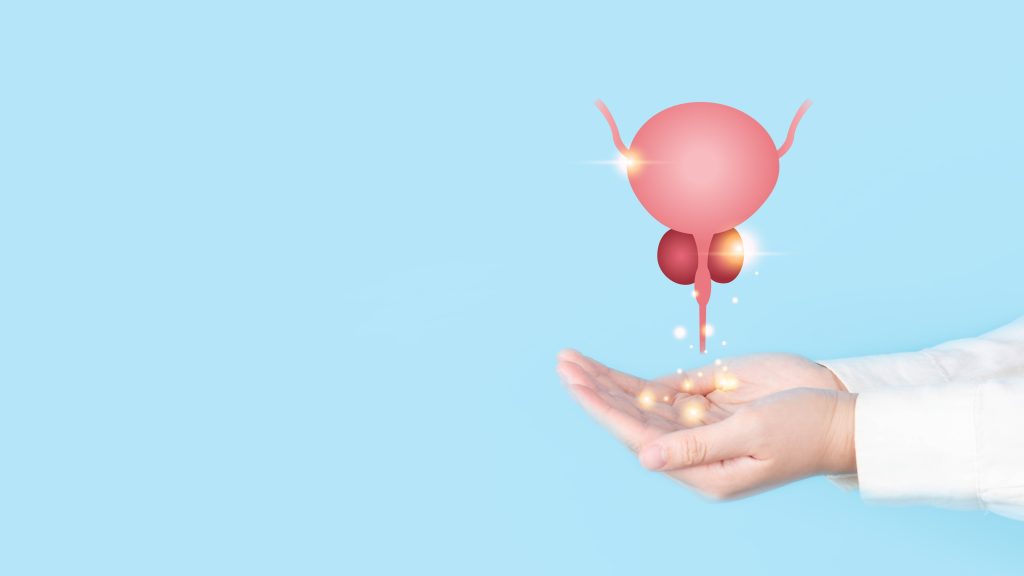 Healthy bladder and prostate illustration
