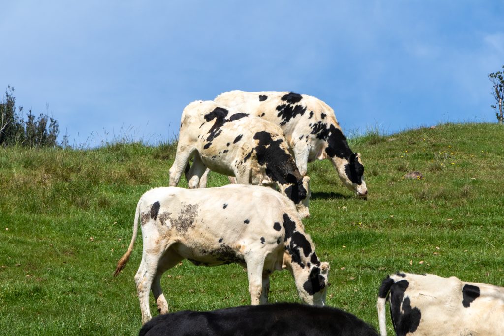 Grass-grazing dairy cows