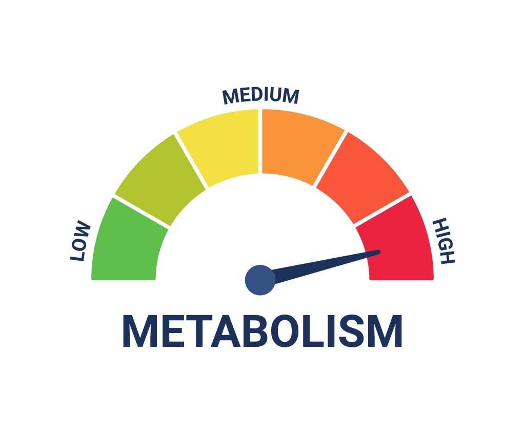 Metabolism illustration 