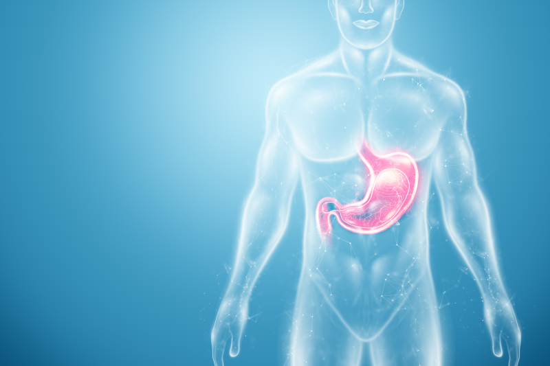 Human stomach illustration