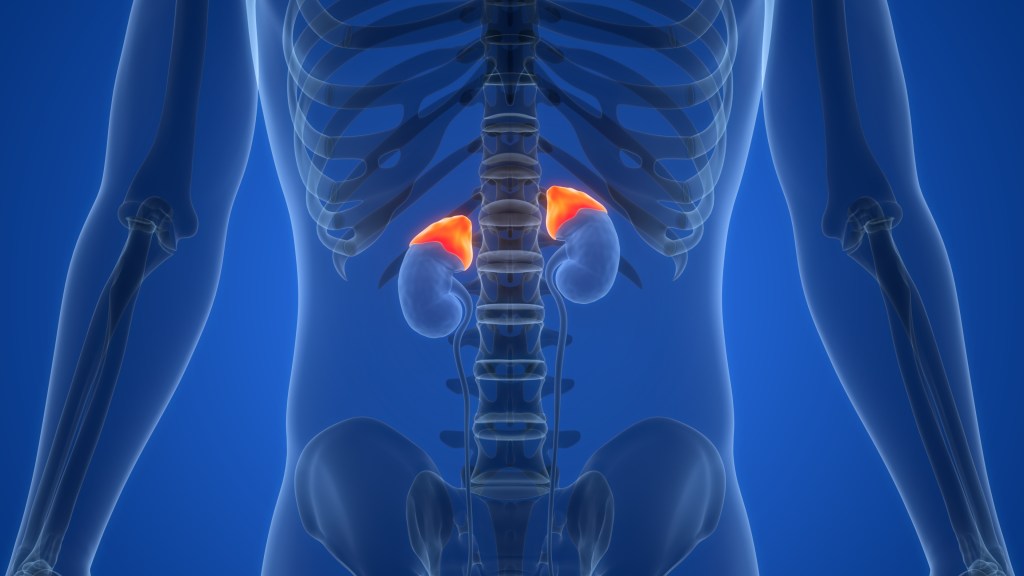 Adrenal gland illustration   