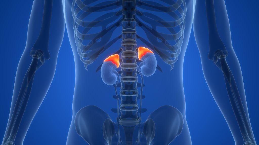 Adrenal gland illustration