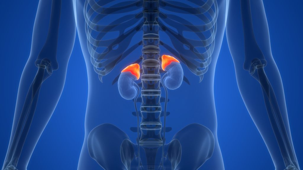 Adrenal gland illustration