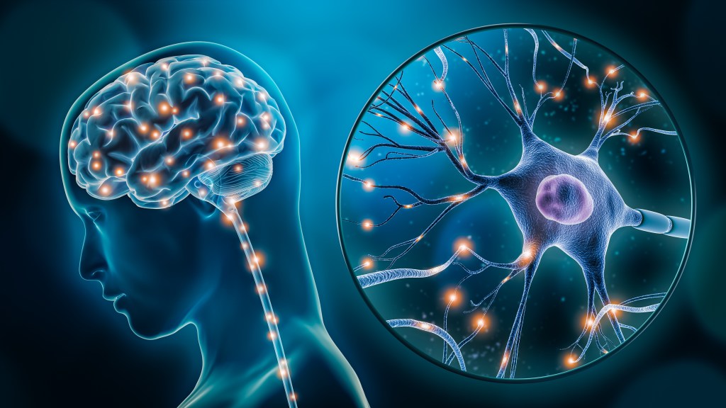 Human brain illustration