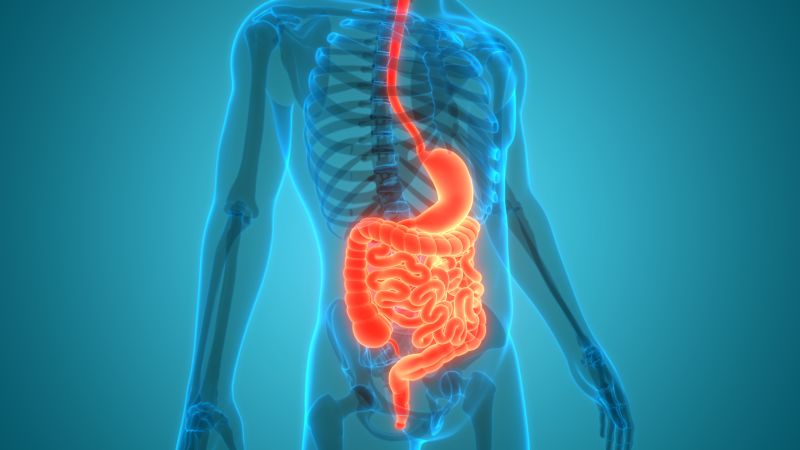 Human digestive tract