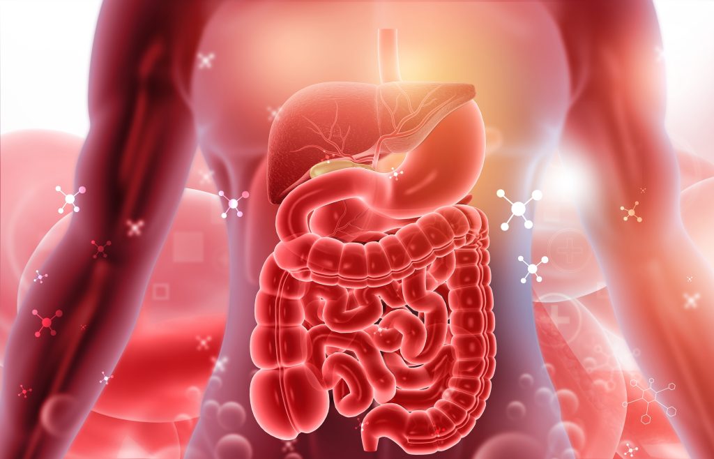 Human digestive system    