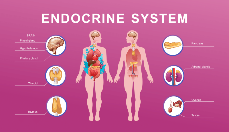 Endocrine system