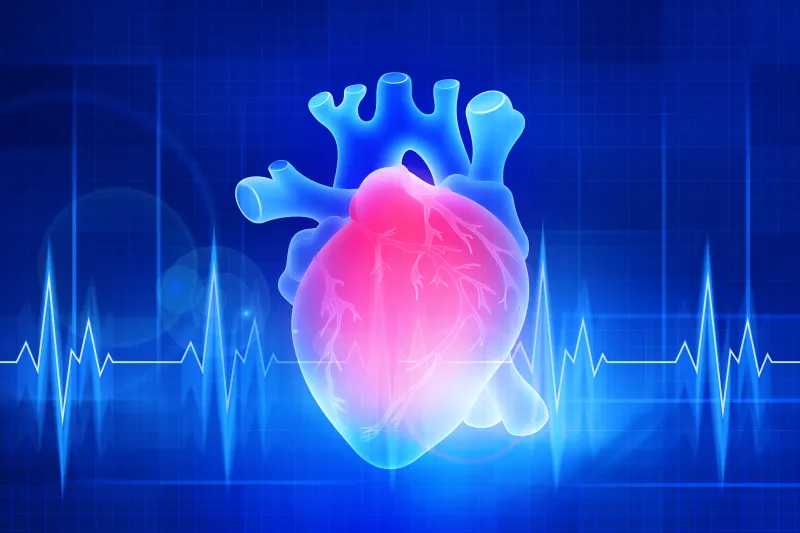 Human heart illustration