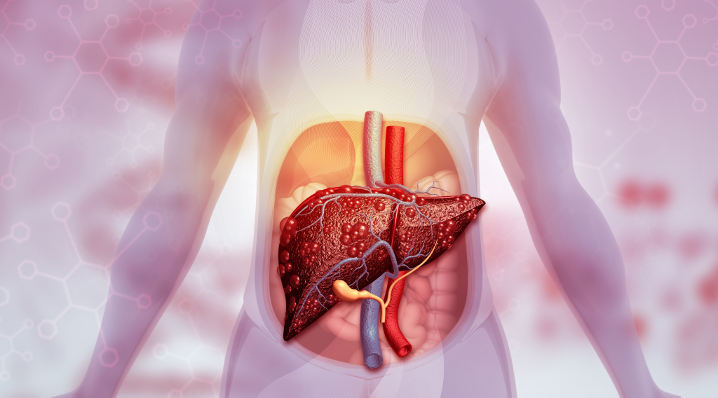 Human liver anatomy