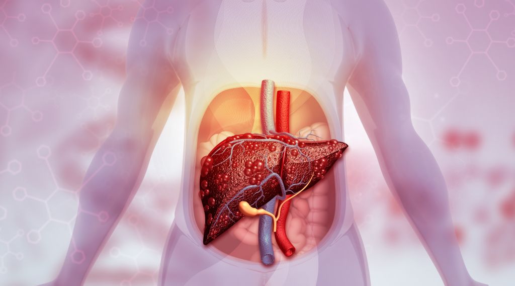 Human liver anatomy