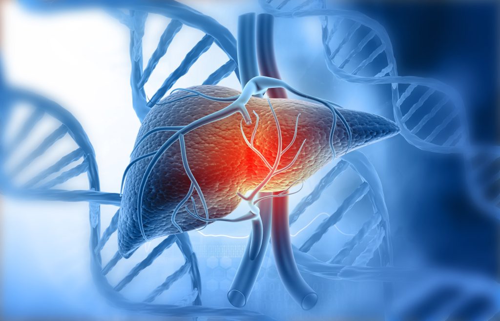 Human liver illustration 