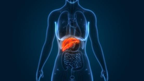 The Liver Body Type