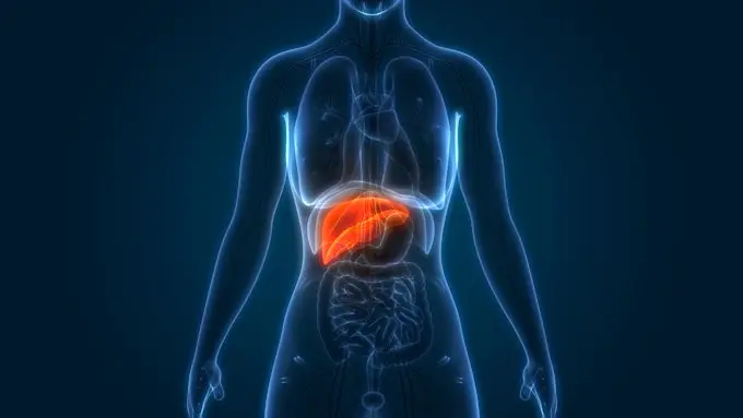 Liver anatomy