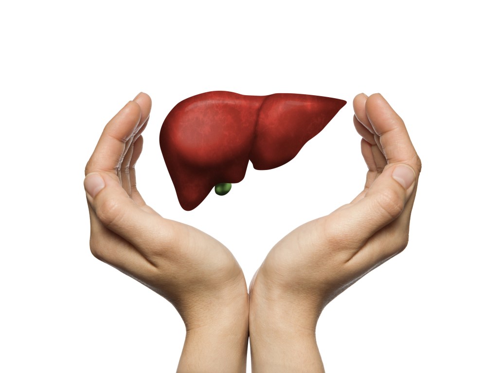 Human liver between two hands  