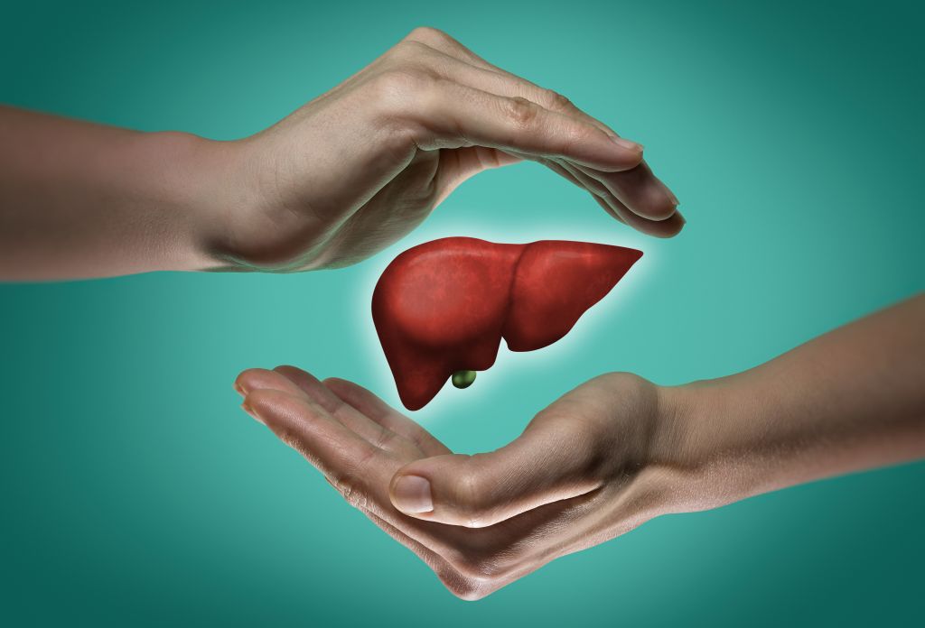 Human liver illustration