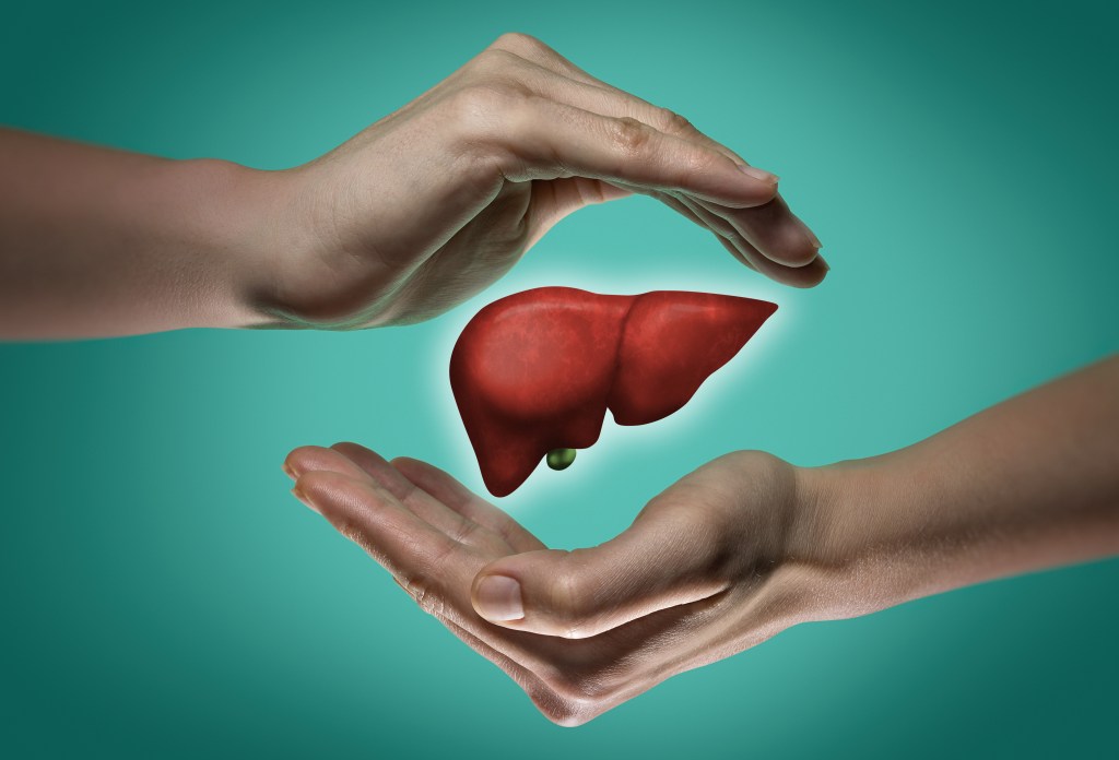 Human liver illustration