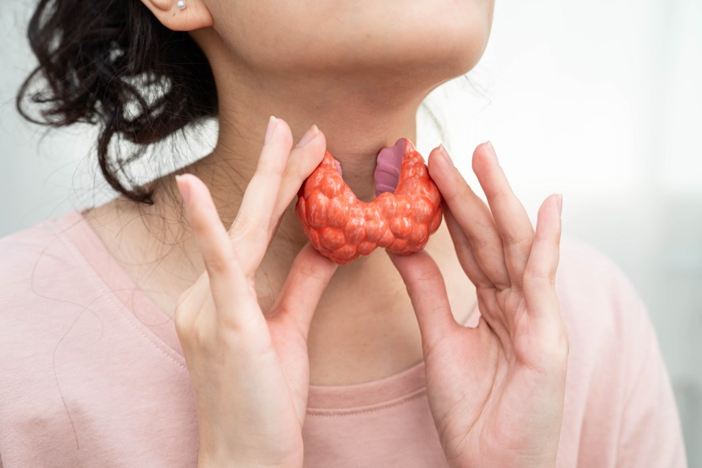 Thyroid gland illustration&nbsp;&nbsp;&nbsp;