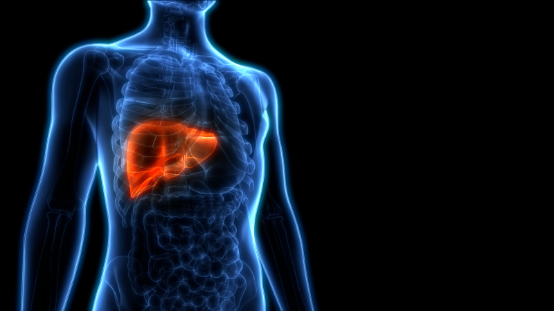 Human liver illustration