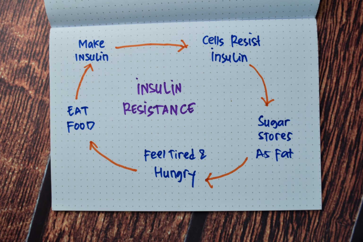 cycle of insulin resistance